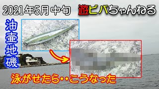 2021年5月中旬　油壺地磯で小魚泳がせたらすごいの喰って来た