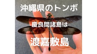 【dragonfly】渡嘉敷島トンボ採集　ダイジェスト（夏）　猫も登場！