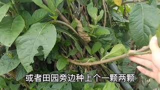 非洲叶泡水厉害了，没想到价值这么高还是个宝，认识了解下吧