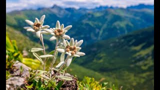 Edelweiss [from \