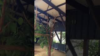 びっくりするコアラの鳴き声　This is voice of a Koala