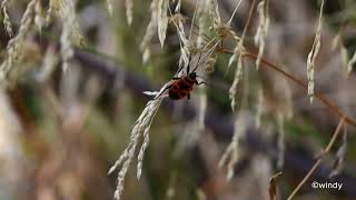 🔥European Firebug at Can Lliure!🐞🔍