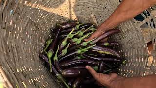 জেনে নিন আজকের বেগুনের পাইকারি দাম | Brinjal  wholesale price Update