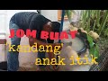 [Episod65] 'kandang' sementara, buat secara on the spot. melompat-lompat anak itik kegembiraan.🦆🦆