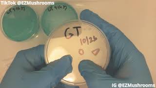 Agar Transfers how to, SAB, From MSS (Agar Files) #Mycology #Mushrooms #GT