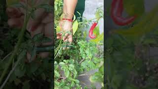 మా ఇంట్లో పెంచిన మిరప మొక్క | organic plantation at home | #plantation#organic#plants#youtube#shorts