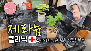 제라늄,꽃이 안펴요#제라늄클리닉 #제품구입은 아래 '더보기'에 있어요