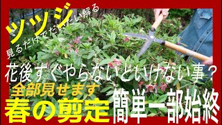 ツツジの剪定をやってみた！【週末のエデン】意外と簡単刈り込みハサミの使い方とか花の後にやらないといけないこととか。【見るだけでだいたい解る】