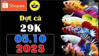 [05/10] Đợt Cá BETTA COFFY Fancy RED - KOI GLX 29K (361 - 380) 2023