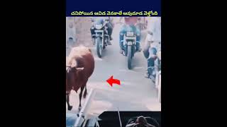 అనారోగ్యంతో చనిపోయిన ఆమె వెనకాల ఆవుదూడ! #shorts #ytshorts #telugu #humanity #animals #trending