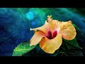 沖縄、ハイビスカスの夏（hibiscus summer of okinawa）