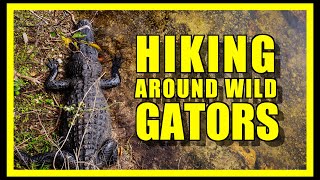 Florida’s Man-Made Wetlands | Orlando Wetlands Park: Hiking With Alligators