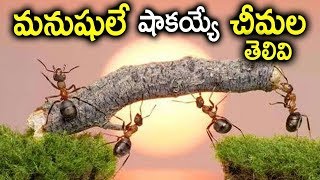 చీమల తెలివి మనుషులకు ఏ మాత్రం తీసిపోదు | Ants Philosophy | Best Motivational video For Ever Suumantv