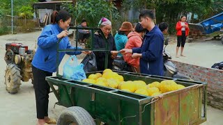 KONG \u0026 NHAT Using a 4-wheeled tractor to harvest a lot of grapefruit to sell at the country market