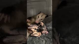 Sweet Mama Opossum and Her Babies