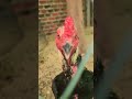 26 funny chicken rooster fighting 🐔 video shorts rooster @មាន់ខ្មងស្ដេចវៃ