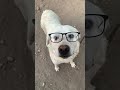 smart dog tiktok kekonganas