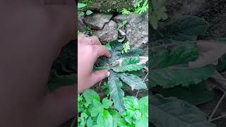 ഇ ഔഷധ സസ്യം ഏതാന്നറിയുവർ കമന്റ്‌ ചെയ്യൂ ☘️🌿🌿🍀🍀🌱#trending #trendingshorts #shorts