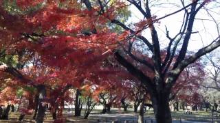 都立小金井公園の紅葉 Yellow \u0026 Red Leaves in Koganei Park, Tokyo