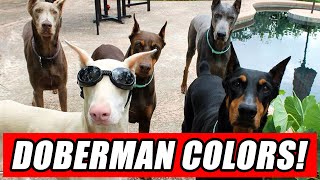 Colors of the Doberman Pinscher That Are Known To Exist!