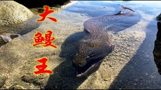 阿广赶海遇到“鳗鱼王”，连大青蟹都来了，现场惊险又刺激