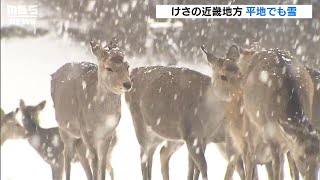 “雪化粧した大阪城”　奈良市内では４ｃｍ積雪で“雪と鹿”　近畿平野部でも雪の朝に（2021年1月12日）