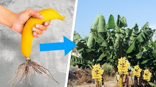 Le Jardin de Rêve des Femmes ! Cultiver un bananier à partir d'une banane