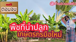 ตอนที่ 3 พืชที่น่าปลูก สำหรับเกษตรกรมือใหม่ ที่เริมต้นทำเกษตรในแนวอินทรีย์ ตอนจบ #เกษตรอินทรีย์