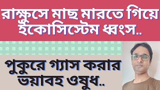 গ্যাস করা: রাক্ষুসে মাছ  মারতে  গিয়ে পুকুরের ইকোসিস্টেম ধ্বংস !