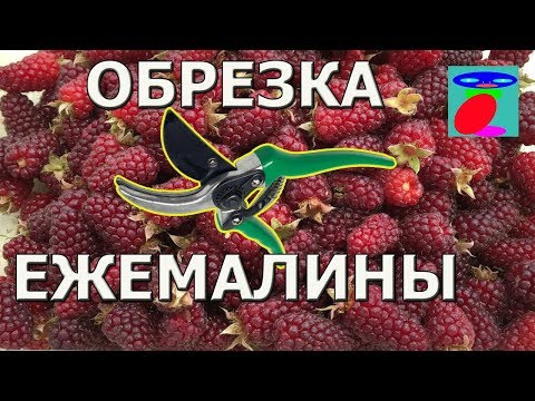 Обрезка ежемалины. Обрезка ежемалины.