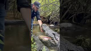 a friendly crocodile