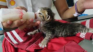 奶貓學用奶瓶 - Bottle feed 2 weeks old kitten