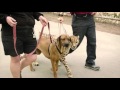 Download Cheetah and dog race in epic video to see who's faster In Mp4 3Gp Full HD Video