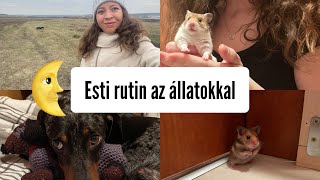 Esti rutin az állatokkal🌜🐶🐹🐹