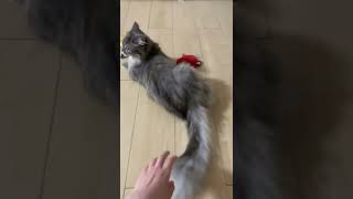 しっぽの付け根が弱点な猫。