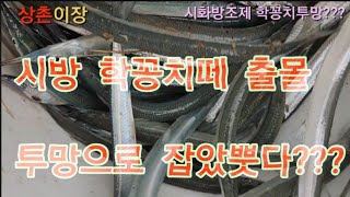 바다투망:시화방조제 학꽁치 떼 출몰에 투망으로 잡았뿟다???#상촌이장, #킥보드낚시,#학꽁치투망,#바다낚시,#우럭,