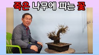 분재관리 264강 죽은 나무에 피는 꽃