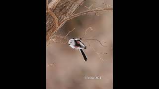 [4K]シマエナガの飛び立ち　Long-tailed tit shorts