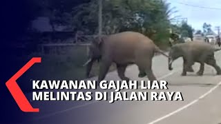 Hati-hati Berkendara! Banyak Kawanan Gajah Liar Melintas di Jalan Utama Kabupaten Bener Meriah Aceh