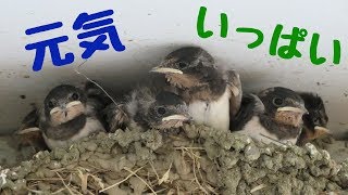 《ツバメ》2019年 ツバメ日記⑥「雛の成長」◾Swallow diary⑥「Baby bird growth」◾