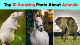 Top 10 amazing facts about animals 🐵🐷 #shorts It's Fact | Facttechz | Mr Factpur | EP#4