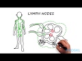 Lymphadenopathy: The steps to take when you feel an enlarged lymph node