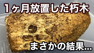 コクワガタが産卵した朽木を割り出してみた【クワガタ飼育】