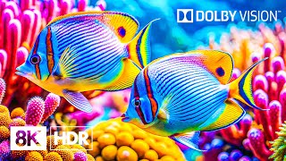 Dive Bottom The Ocean in 8K HDR | Dolby Vision™