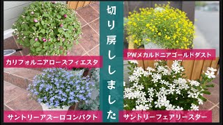 モフモフに咲いてくれたお気に入りの花を切り戻しして紹介。#ガーデニング#切り戻し#PWメカルドニアゴールドダスト#サントリーフェアリースター#サントリーアズーロコンパクト#カリフォルニアローズ