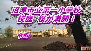 210401沼津市立第一小学校桜満開　校歌・代戯館説明版as