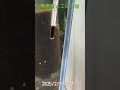 【アクアリウム水景】2025 2 20の熱帯魚＆エビ水槽【ワダッシュ】