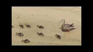 Female Mallard and 12 Ducklings