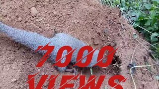 Mongoose... ഇതാണ് കീരി(mongoose) എന്റെ സ്വന്തം പാറുക്കുട്ടി ഓപ്പോ ക്യാമറ സമ്മതിക്കണം