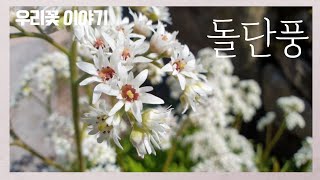 [우리꽃 이야기. 15]  돌단풍